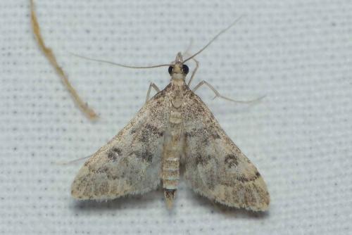 Metasia sp.