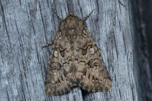 Anarta pugnax