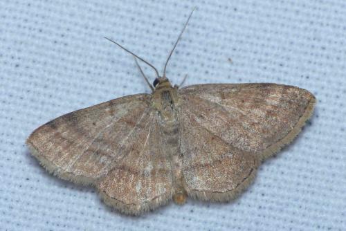 Réf. 174 358 : Scopula rubiginata