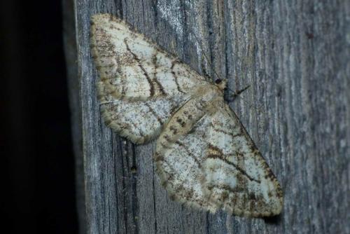 Réf. 174 397 : Peribatodes perversaria