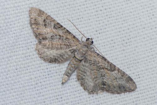 Réf. 174 401 : Eupithecia cooptata
