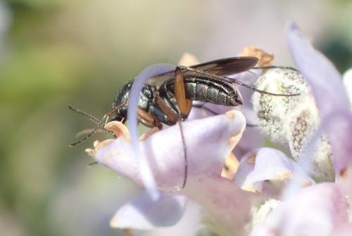 Greenomyia mongolica