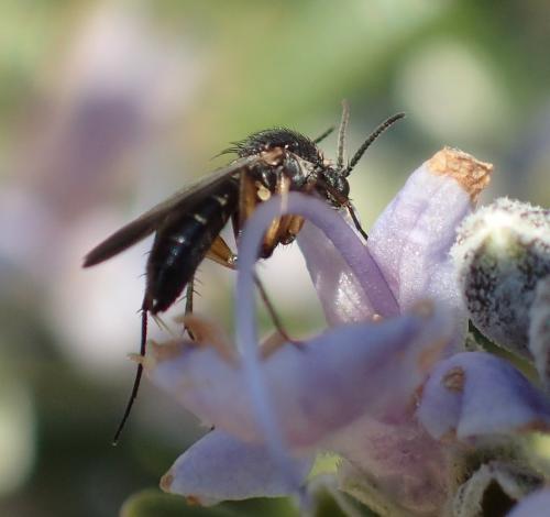 Greenomyia mongolica