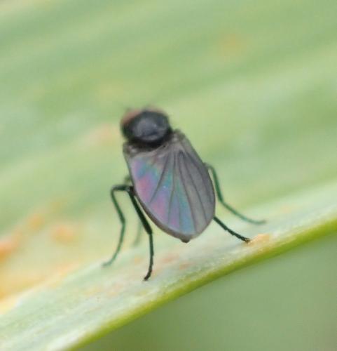 Opetia nigra