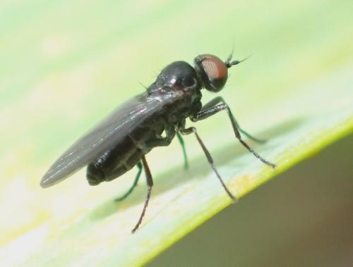 Opetia nigra