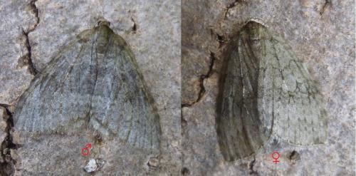 Epirrita sp.