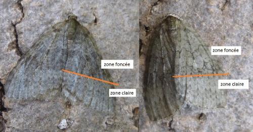 Epirrita sp.
