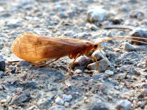 Halesus sp.