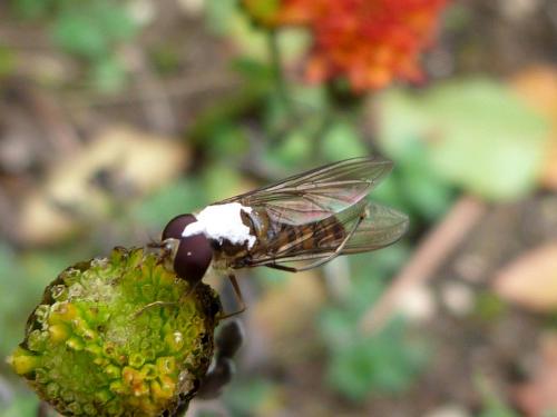 Episyrphus balteatus