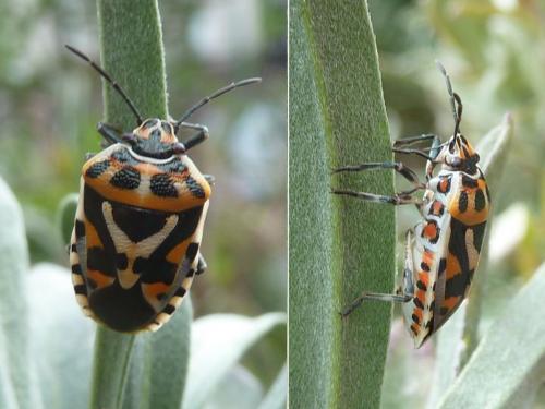 Réf. 174 404 : Eurydema ornata