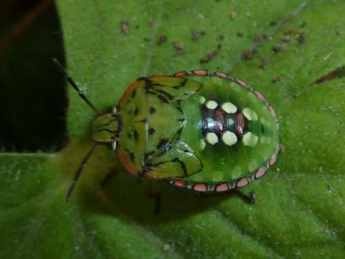 Réf. 174 354 : Nezara viridula