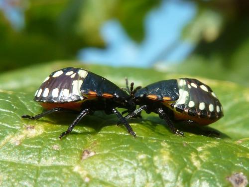 Nezara viridula