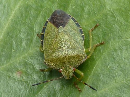 Palomena prasina