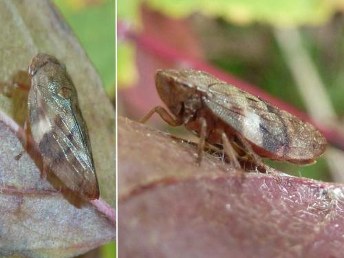 Aphrophora alni