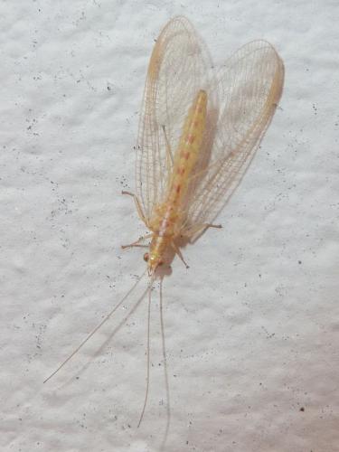 Chrysoperla (carnea)