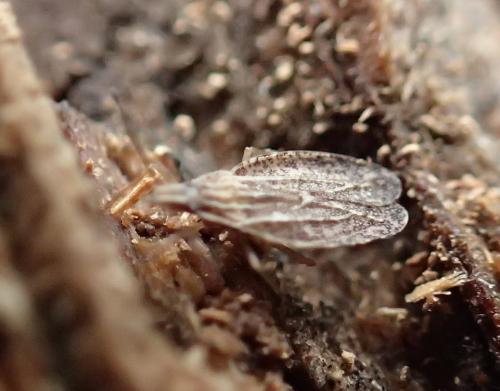 Cantacader quadricornis
