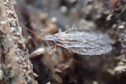 Cantacader quadricornis