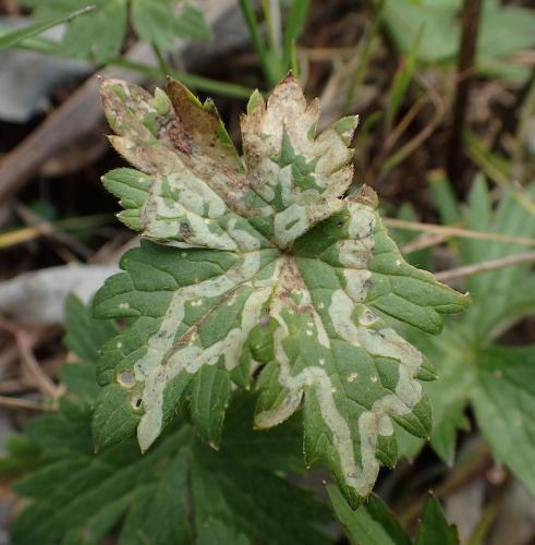 Phytomyza ranunculi
