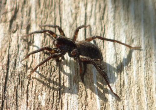 Pardosa sp.