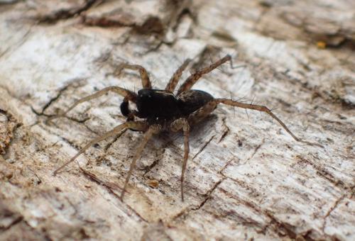 Pardosa sp.