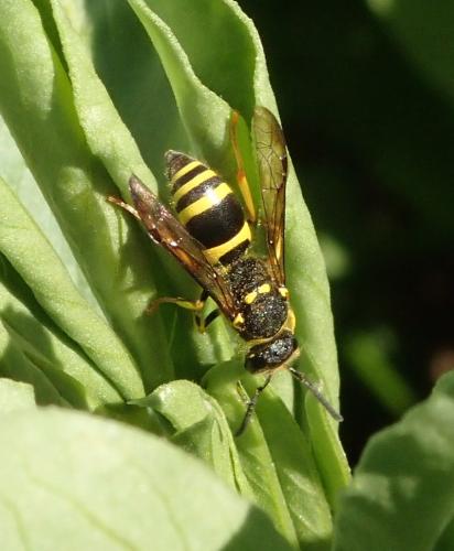 Réf. 174 328 : Eumeninae inconnu