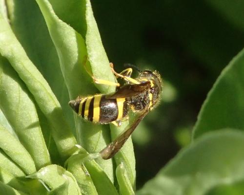 Réf. 174 330 : Eumeninae inconnu