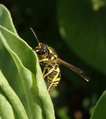 Réf. 174 331 : Eumeninae inconnu