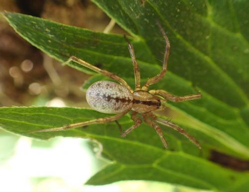 Réf. 174 467 : Stemonyphantes lineatus