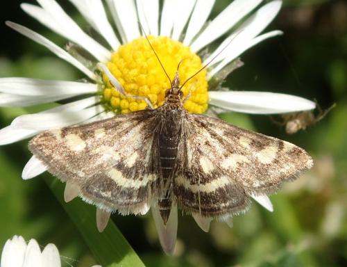 Réf. 174 486 : Pyrausta despicata
