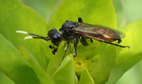 Tenthredo solitaria