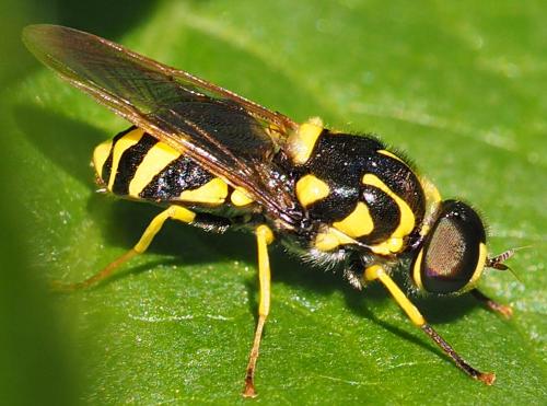 Oxycera meigenii