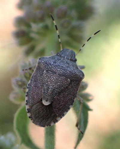 Holcostethus albipes