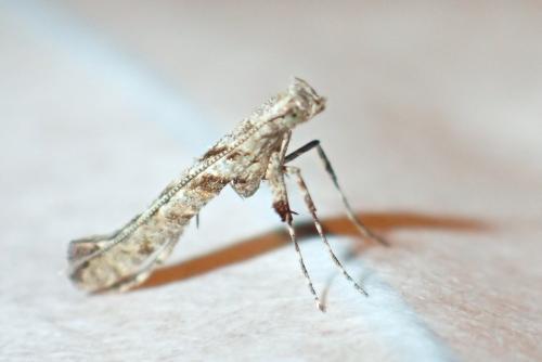 Caloptilia cuculipennella