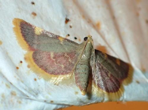 Réf. 174 280 : Hypsopygia costalis