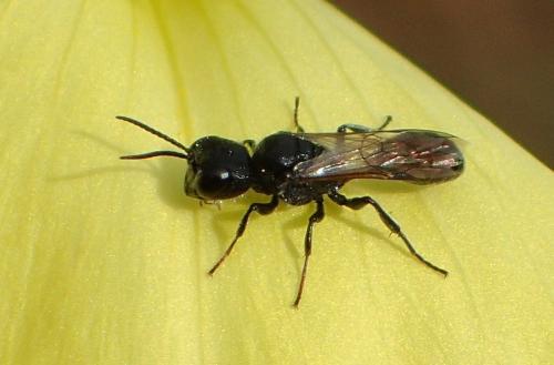 Réf. 174 044 : Pemphredon sp.