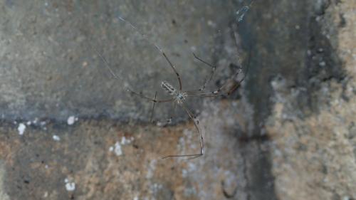 Pholcus phalangioides