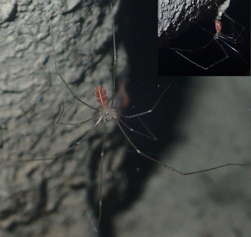 Pholcus sp.