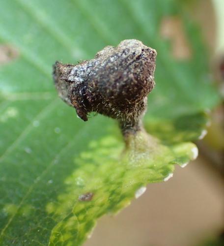 Réf. 174 963 : Tetraneura nigriabdominalis