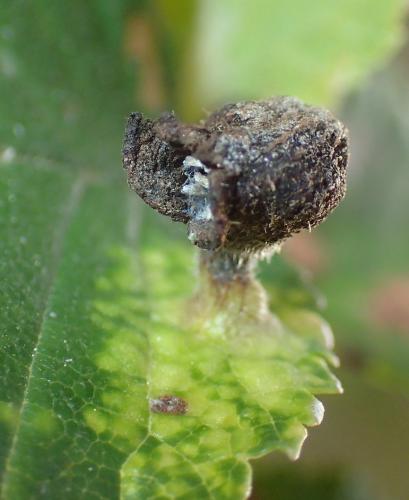 Tetraneura nigriabdominalis