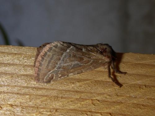 Triodia sylvina