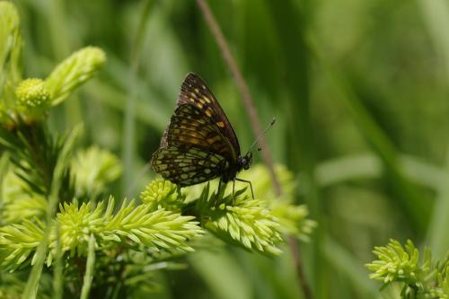 Melitaea diamina