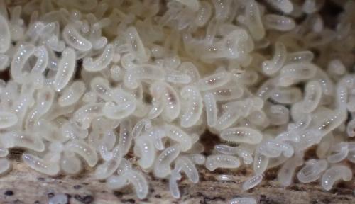 Lasius emarginatus