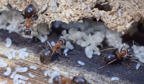 Lasius emarginatus