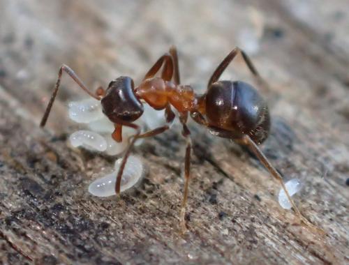 Lasius emarginatus