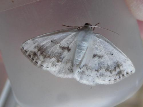 Réf. 174 214 : Lomographa temerata