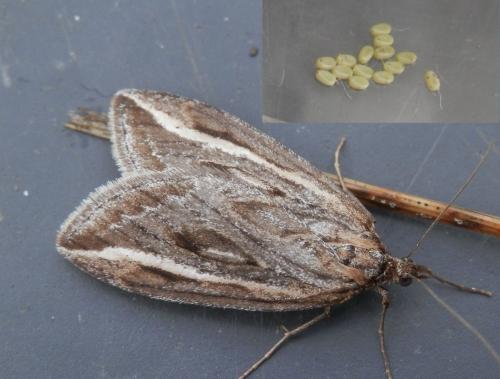 Chesias legatella