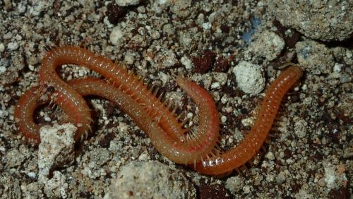 Himantarium sp.