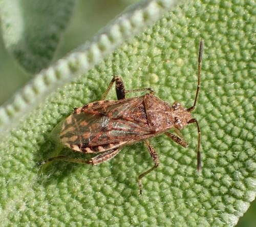 Réf. 174 768 : Stictopleurus punctatonervosus