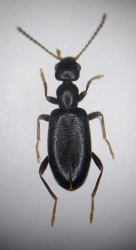 Réf. 174 585 : Anthicus fuscicornis