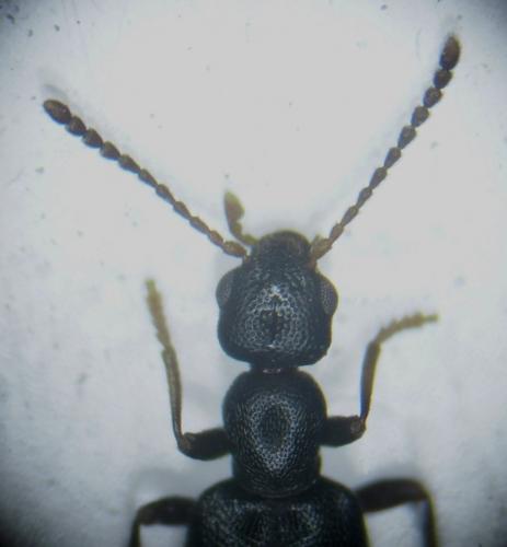 Réf. 174 586 : Anthicus fuscicornis